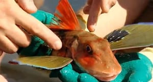 Extreme Fishing with Robson Green, Season 2 Episode 3 image