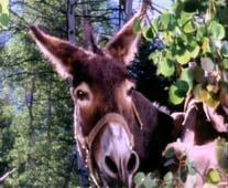 The Life and Times of Grizzly Adams, Season 2 Episode 10 image