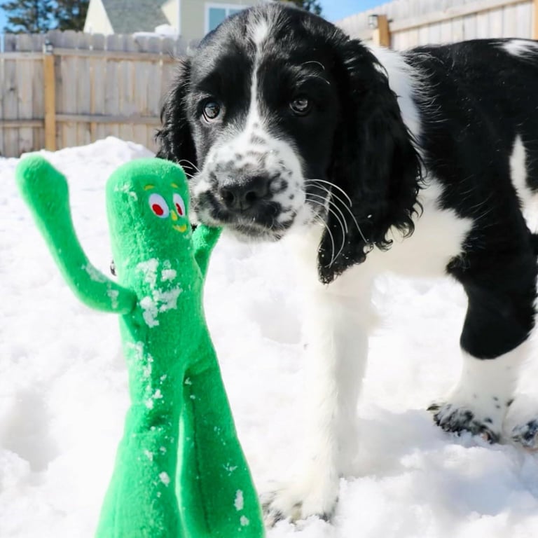 Dog with Gumby plush toy