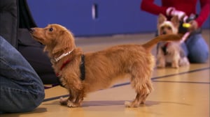 It's Me or the Dog, Season 2 Episode 16 image