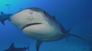 Weird, True & Freaky, Season 4 Episode 3 image