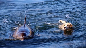 Unlikely Animal Friends, Season 3 Episode 3 image