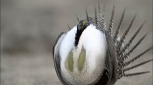 Nature, Season 33 Episode 17 image