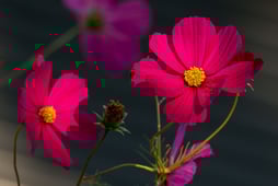 Border Security: America's Front Line, Season 1 Episode 1 image