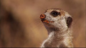 Meerkat Manor, Season 4 Episode 4 image