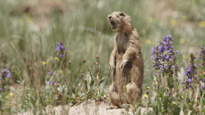 Prairie Dog Manor, Season 1 Episode 11 image