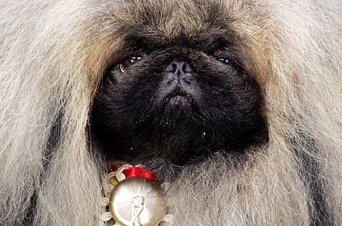 Nature - Dogs That Changed the World - A Pekinese