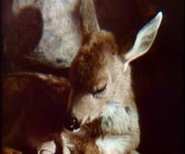 The Life and Times of Grizzly Adams, Season 2 Episode 2 image