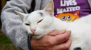 How Do Animals Do That?, Season 1 Episode 22 image