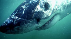 I Was Prey, Season 1 Episode 3 image