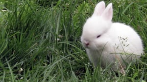 Too Cute!, Season 3 Episode 11 image