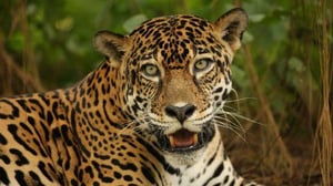 Nature, Season 35 Episode 5 image