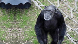 Meet the Chimps, Season 1 Episode 5 image