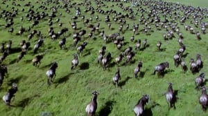 Nature, Season 32 Episode 18 image