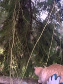 Treetop Cat Rescue, Season 1 Episode 3 image