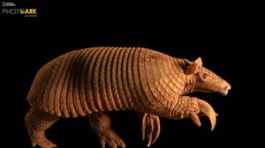 Photo Ark, Season 2 Episode 1 image