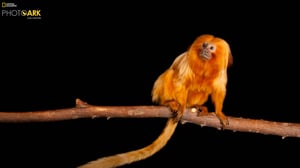 Photo Ark, Season 2 Episode 2 image