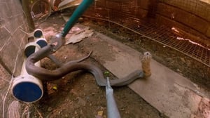 Snake City, Season 3 Episode 4 image