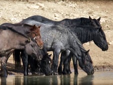 Nature, Season 40 Episode 10 image