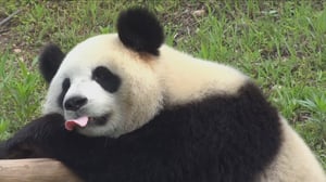 Animals Unleashed, Season 1 Episode 39 image