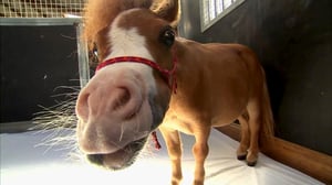 Bondi Vet, Season 3 Episode 4 image