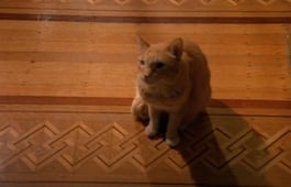 Early Edition, Season 1 Episode 19 image