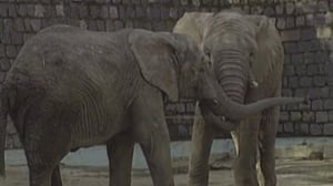 Untamed & Uncut, Season 1 Episode 13 image