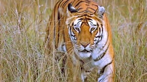 Natural World, Season 26 Episode 4 image