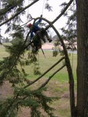 Treetop Cat Rescue, Season 1 Episode 1 image