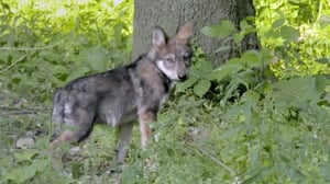 Secrets of the Zoo, Season 4 Episode 4 image