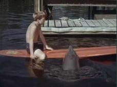 Flipper, Season 2 Episode 24 image