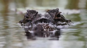 Weird, True & Freaky, Season 4 Episode 2 image