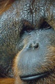 Primates, Season 1 Episode 3 image