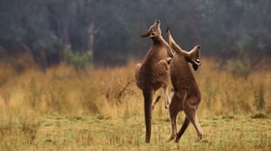 The Secret Lives of Animals, Season 1 Episode 9 image