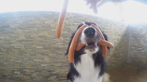 Animals Unleashed, Season 1 Episode 51 image