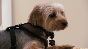 It's Me or the Dog, Season 3 Episode 3 image