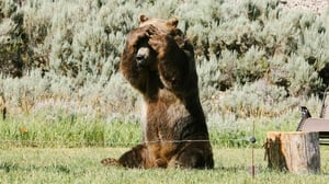 Man vs Bear, Season 1 Episode 2 image