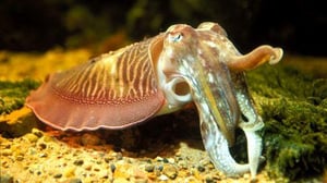 Nature, Season 14 Episode 2 image