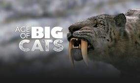 Age of Big Cats, Season 1 Episode 3 image