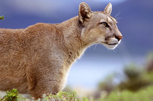 Nature - "Andes: The Dragon’s Back" - A puma