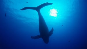 Big Pacific, Season 1 Episode 2 image