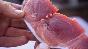 Wicked Tuna: North vs. South, Season 1 Episode 5 image