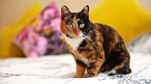 My Cat from Hell, Season 8 Episode 6 image