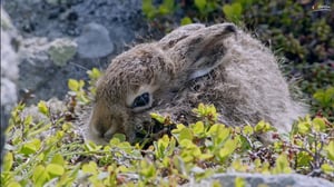 Terra Mater, Season 1 Episode 215 image