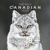 The Nature of Things, Season 57 Episode 4 image