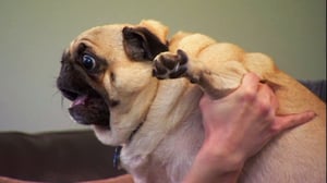 It's Me or the Dog, Season 1 Episode 4 image