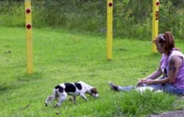 Pit Bulls and Parolees, Season 9 Episode 7 image