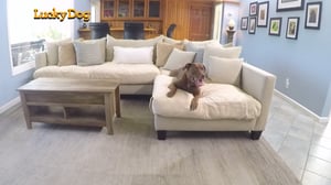 Lucky Dog, Season 5 Episode 6 image