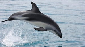 Born in the Wild, Season 1 Episode 4 image