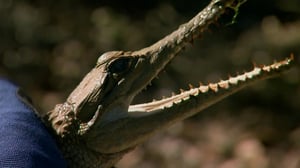 Swamp Brothers, Season 1 Episode 9 image